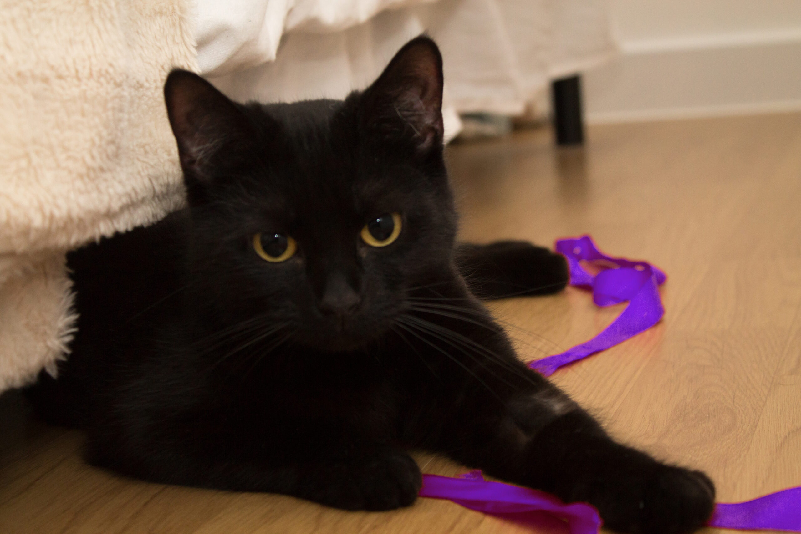 Sooty poses with an appropriately branded ribbon.